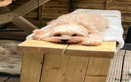 Maltipoo dogs for sale: *** Tiny Korean Maltipoo Babies *** - Image 7