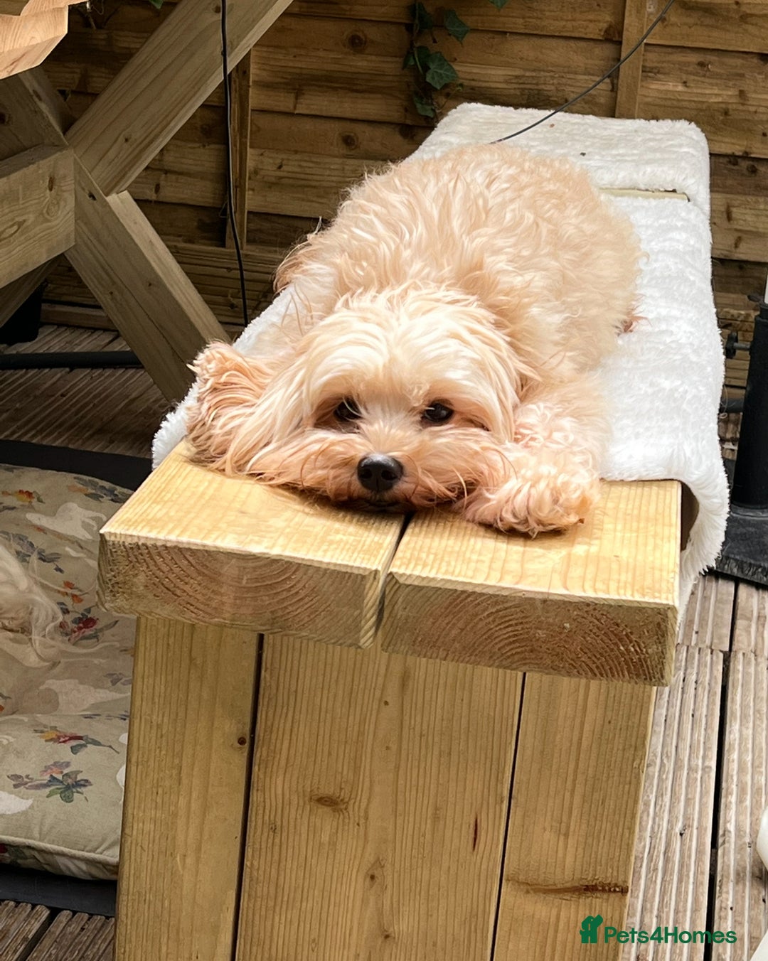 Maltipoo dogs for sale: *** Tiny Korean Maltipoo Babies *** - Image 7