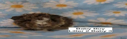 Guinea Pig rodents for sale: A tiny bundle of squeaks and love! in Glossop - Advert 9