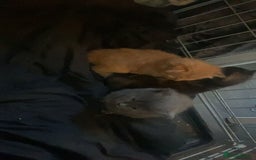 Mixed Breed cats for sale: 3 kittens - Image 2