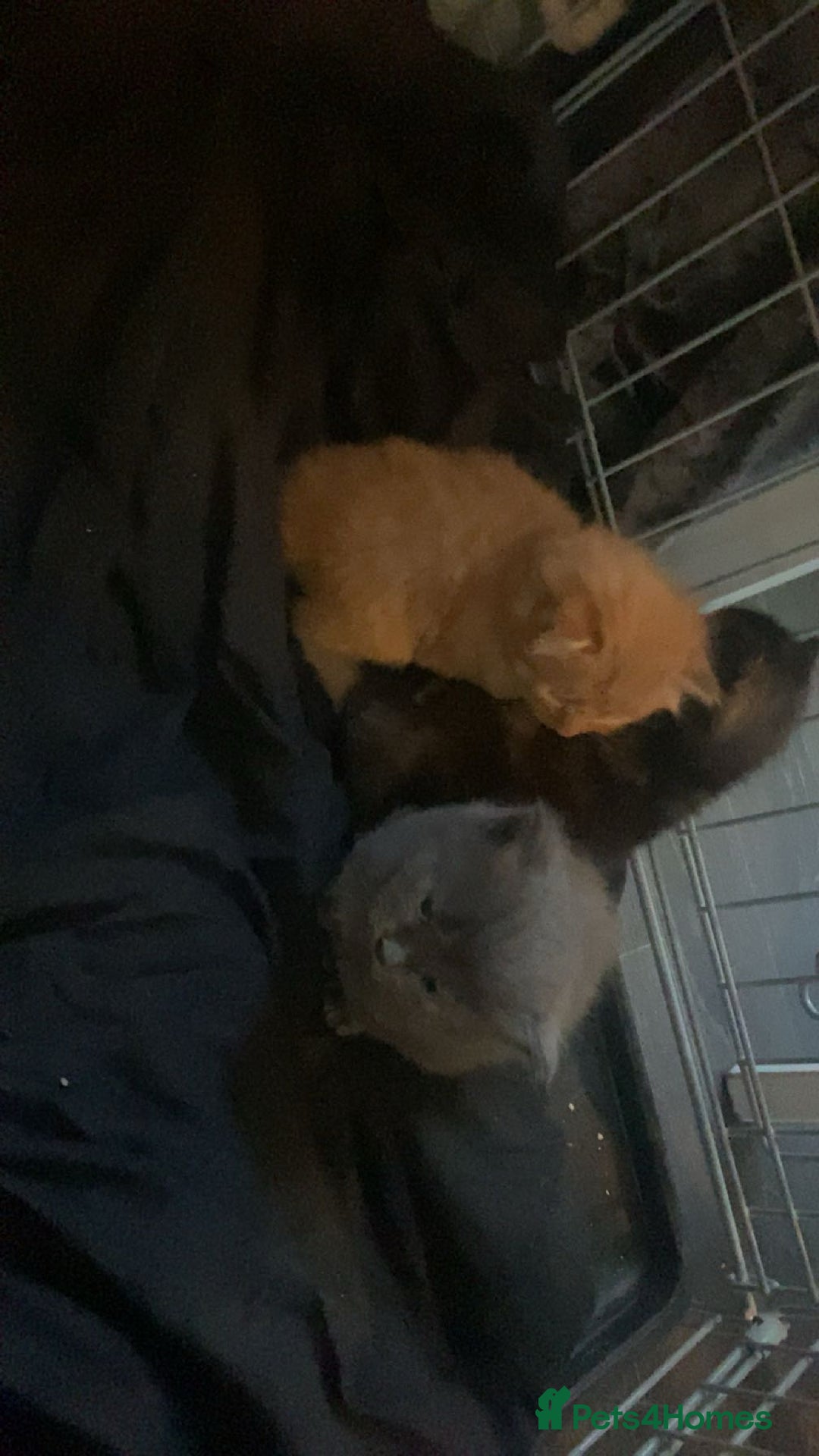 Mixed Breed cats for sale: 3 kittens - Image 2