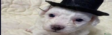 Bichon Frise 3