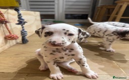 Dalmatian dogs for sale: 7 Dalmatian puppies available  - Image 9