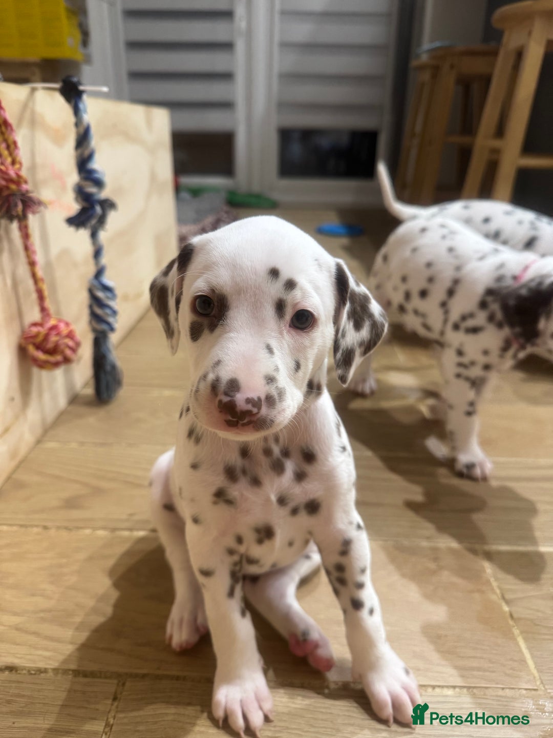 Dalmatian dogs for sale: 7 Dalmatian puppies available  - Image 9