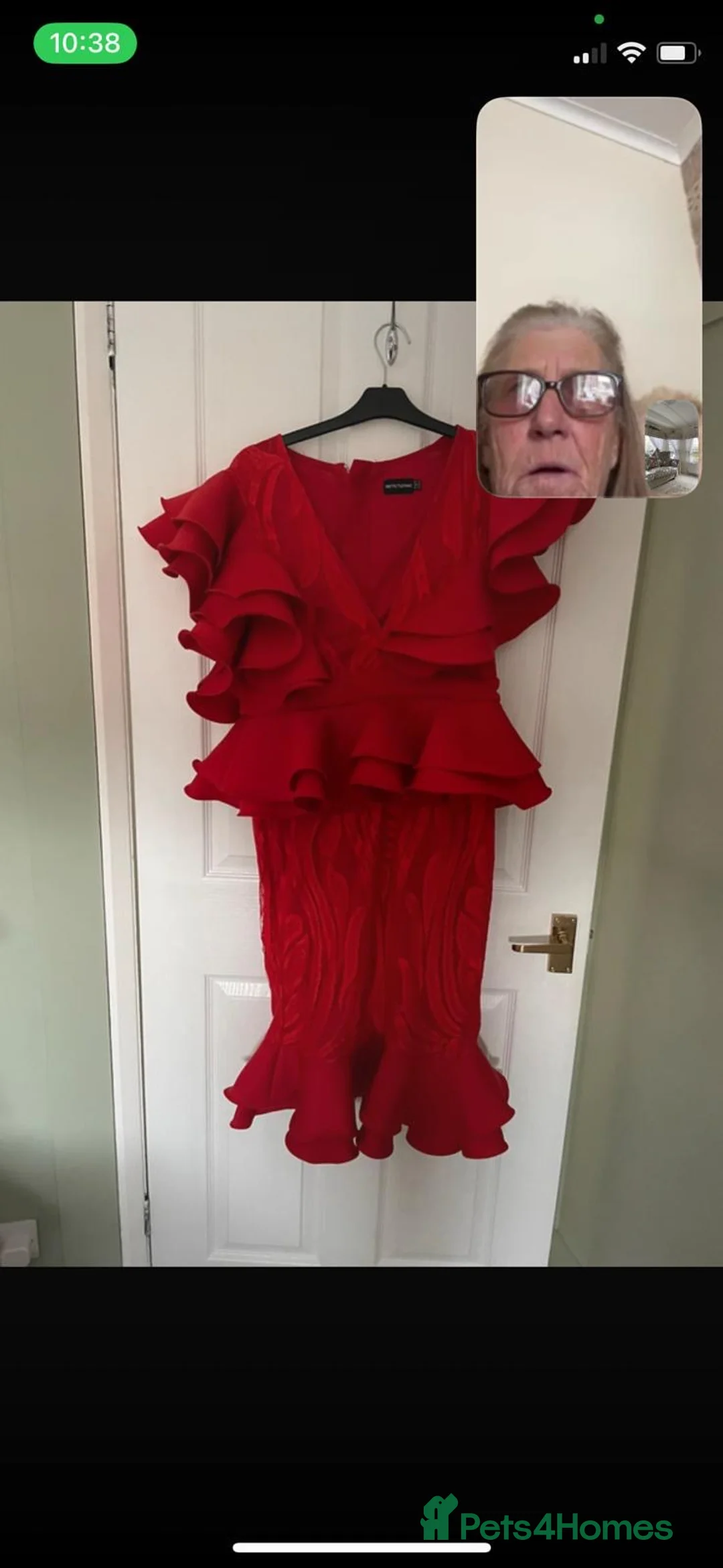 Jack Russell dogs for sale: Puppies for sale  - Advert 2