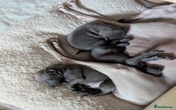Italian Greyhound dogs for sale: Blue Italian Greyhound Puppies KC reg - Image 5