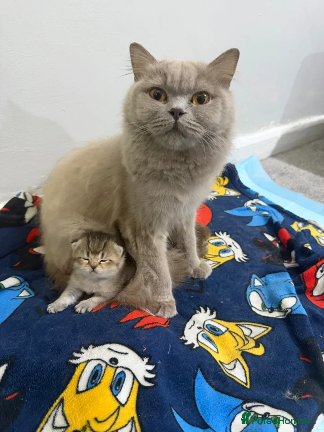 British Shorthair cats for sale: Rare black golden shaded - Advert 1