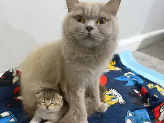 British Shorthair cats Rare black golden shaded - Advert 1