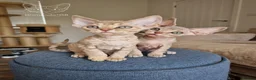 Devon Rex cats for sale: 🐾 Unusually Coloured Devon Rex Kittens 🐾 - Advert 1