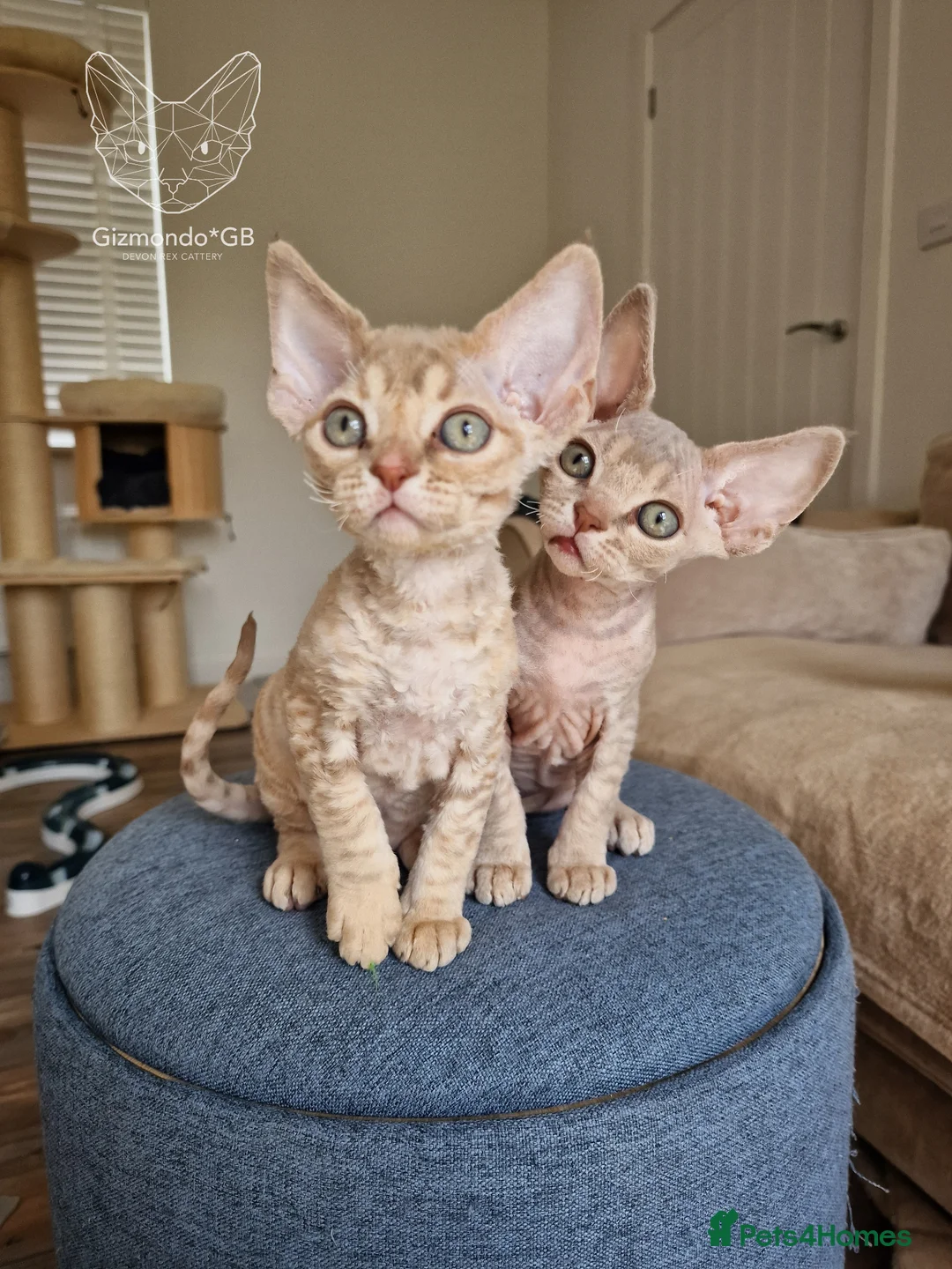 Devon Rex cats for sale: 🐾 Unusually Coloured Devon Rex Kittens 🐾 - Advert 1