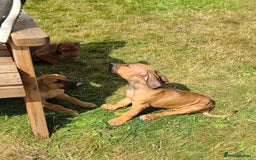 Rhodesian Ridgeback dogs for sale: Big bold bouncy bundles  - Image 16
