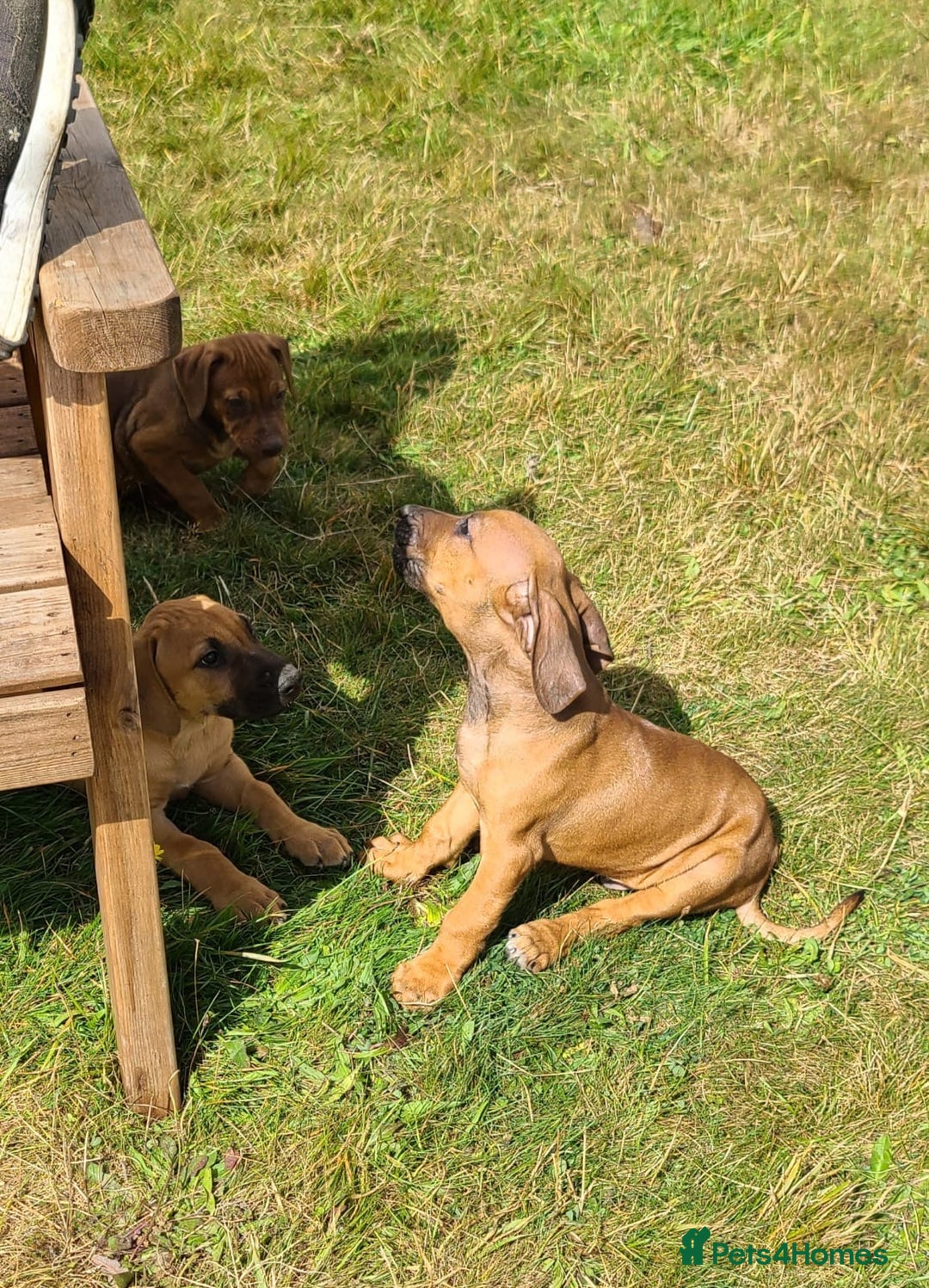 Rhodesian Ridgeback dogs for sale: Big bold bouncy bundles  - Image 16