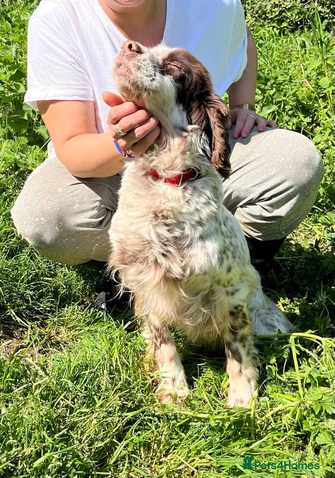 English Setter dogs for adoption: Viki  in Woolacombe - Advert 1