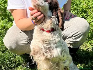 English Setter dogs Viki - Advert 1