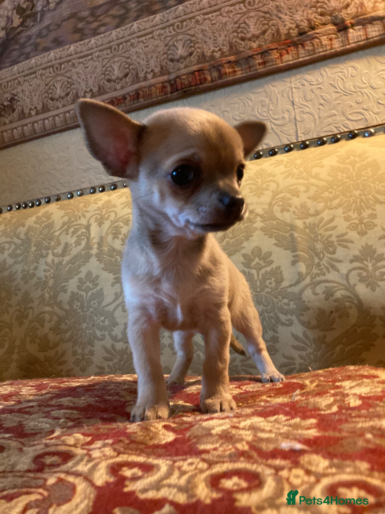 Chihuahua dogs Chihuahua puppy from licensed breeder - Advert 2