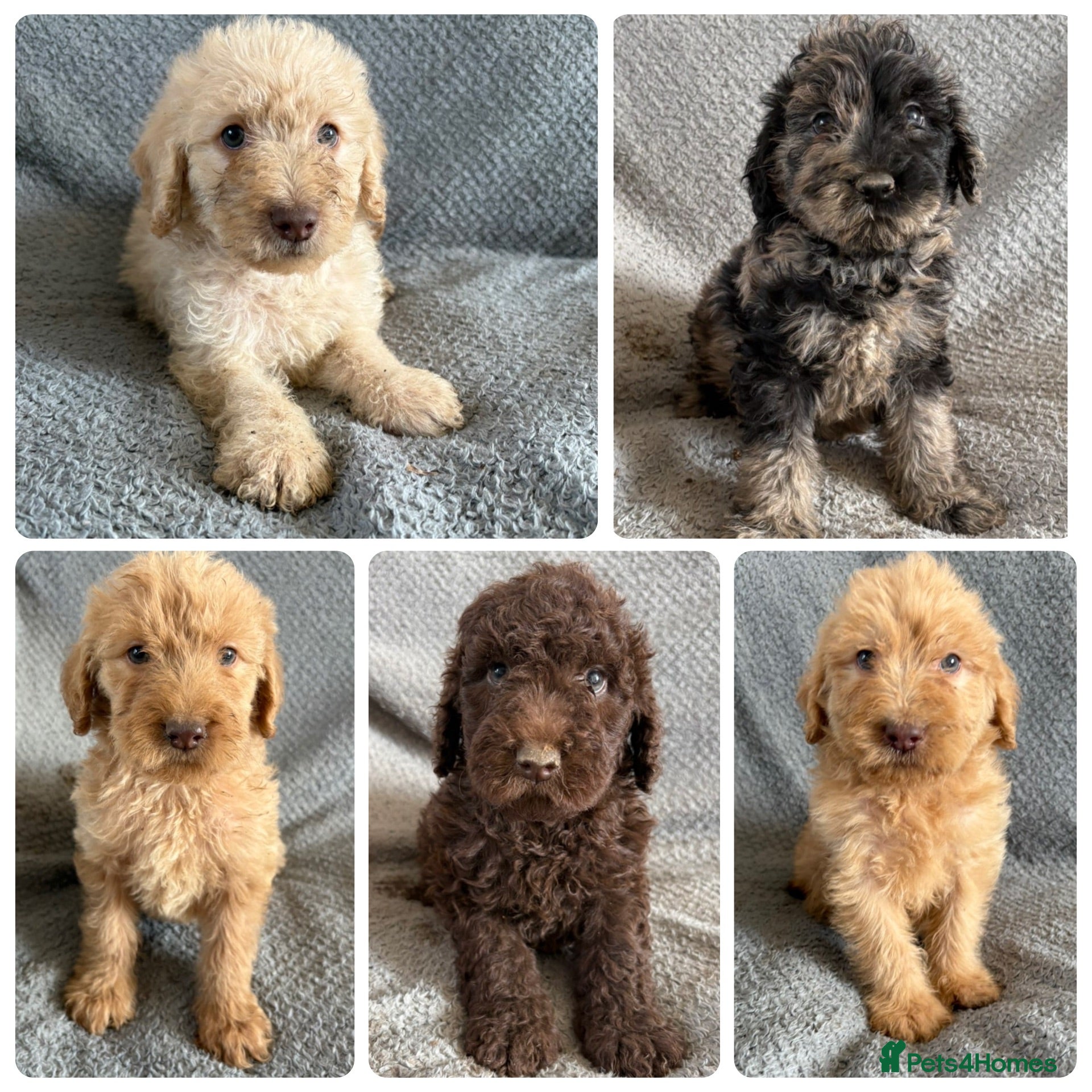 Labradoodle dogs Labradoodle Puppies  - Advert 1