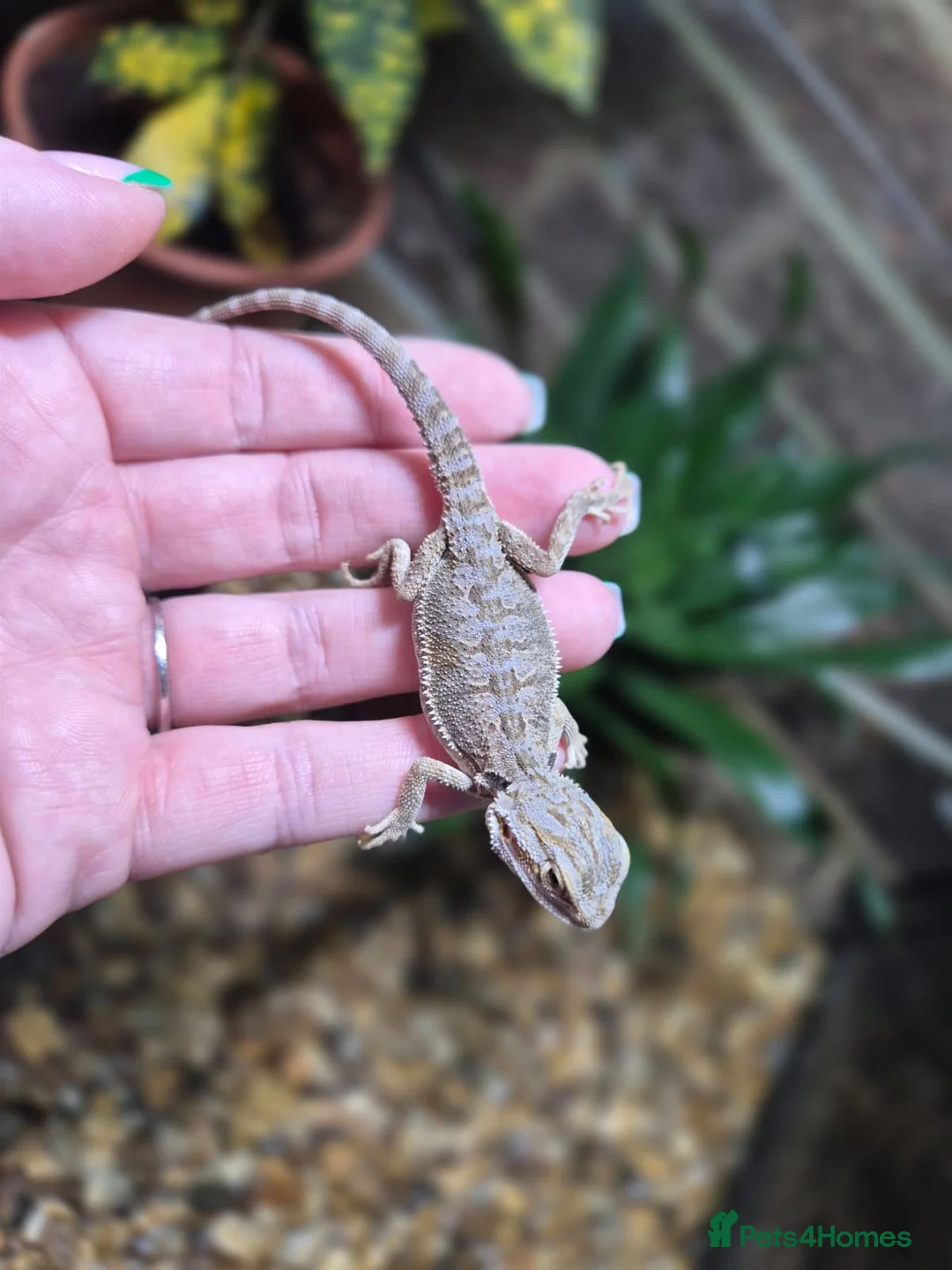 Bearded Dragon reptiles for sale:  Baby bearded dragons - Advert 6