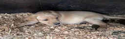 Labrador Retriever dogs for sale: KC Registered Black & Yellow Labrador Puppies - Advert 4