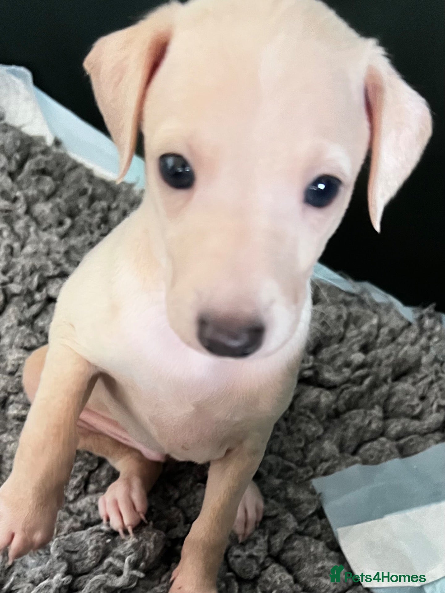 Italian Greyhound dogs Superb Quality ITALIAN GREYHOUND Puppies - Advert 4