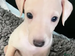 Italian Greyhound dogs Superb Quality ITALIAN GREYHOUND Puppies - Advert 4