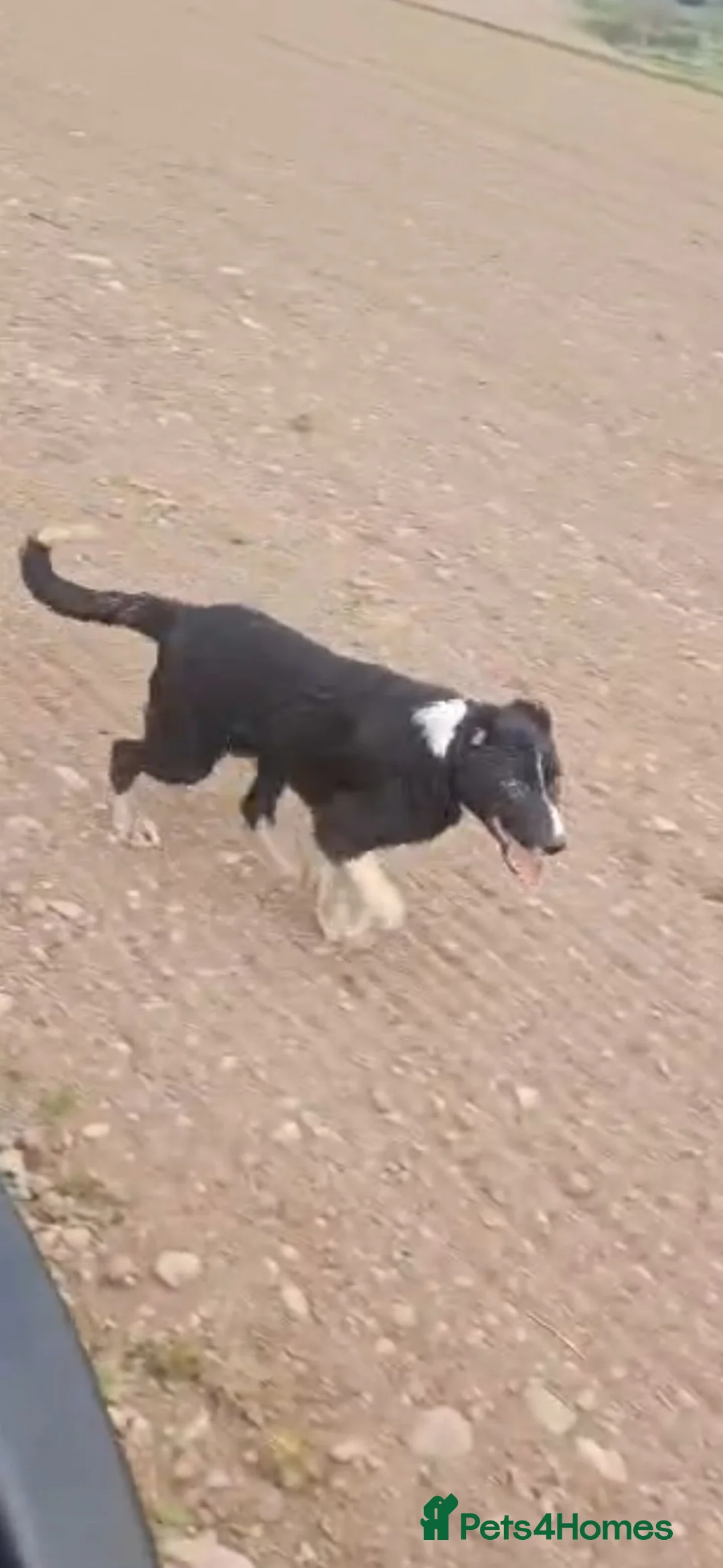 Border Collie dogs for sale: BORDER COLLIE - Advert 2