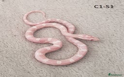 Corn Snake reptiles for sale: Babies Corn snakes - Image 1