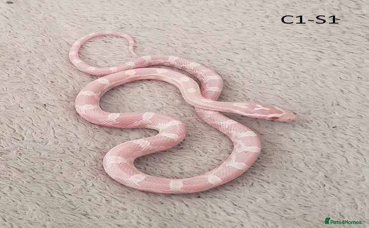 Corn Snake reptiles - Advert 3