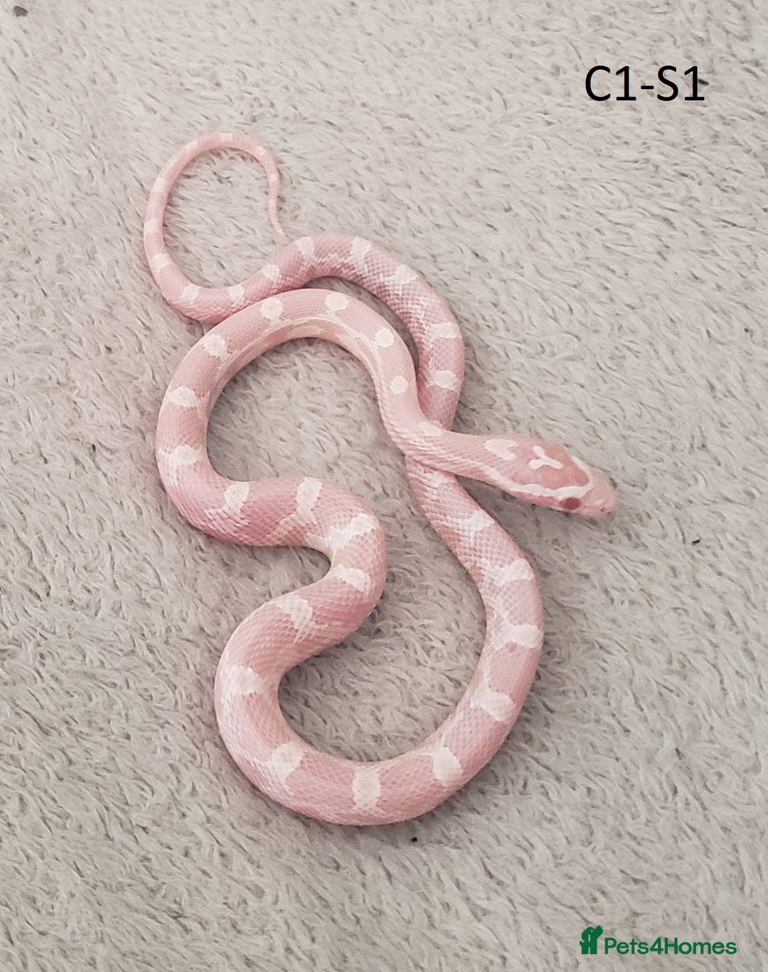 Corn Snake reptiles for sale: Babies Corn snakes - Image 1