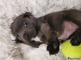 Staffordshire Bull Terrier Puppy blue