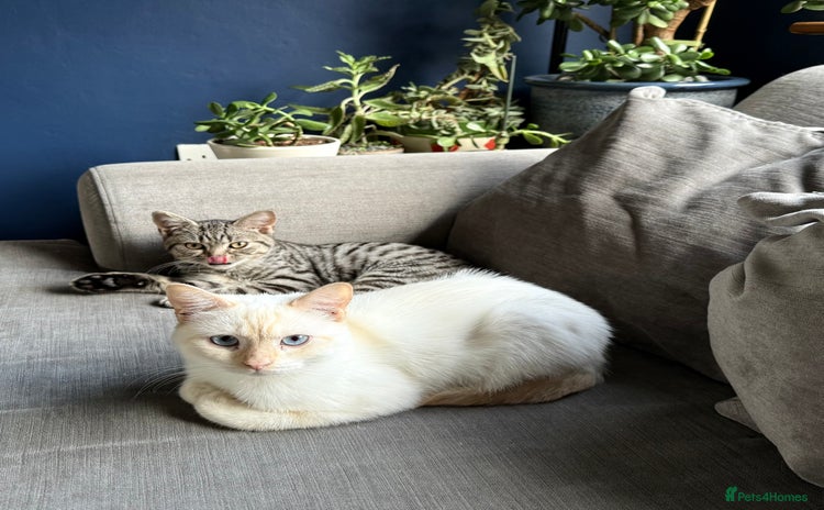 British Shorthair cats - Advert 16