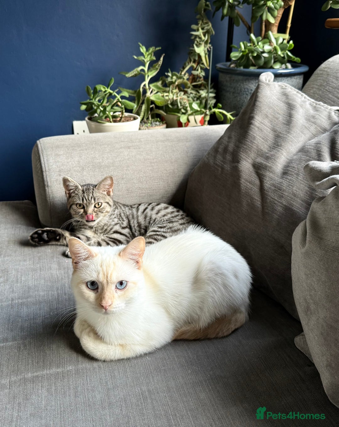 British Shorthair cats for sale: 2 Male British shorthairs. - Image 1
