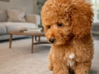 Toy Poodle dogs 🐾 Gorgeous Toy Poodle ready for a new home 🐾 - Advert 18