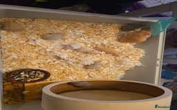 Hamster rodents for sale: Baby syrian hamsters  - Image 18