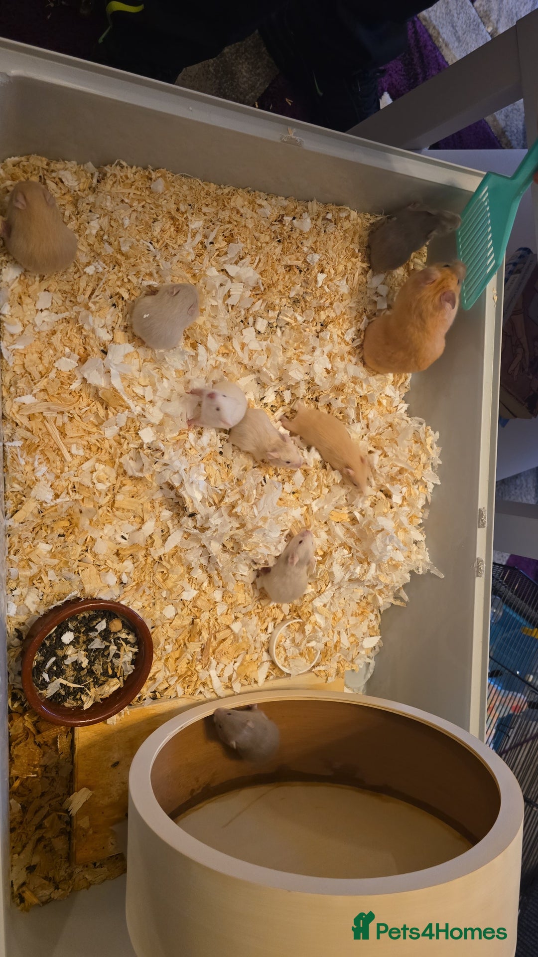 Hamster rodents for sale: Baby syrian hamsters  - Image 18