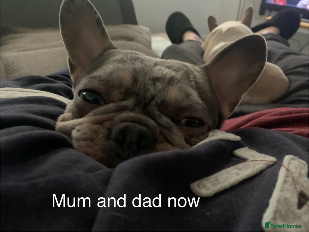 French Bulldog dogs for sale: French bulldog puppies with blue and merle  - Image 4
