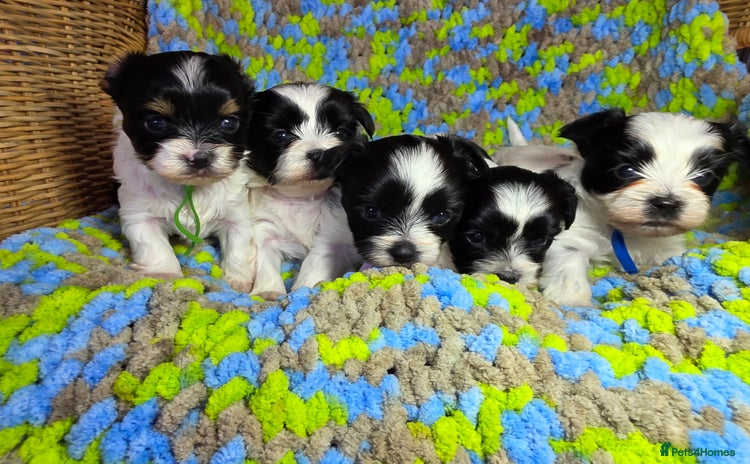 Biewer Terrier dogs - Advert 1