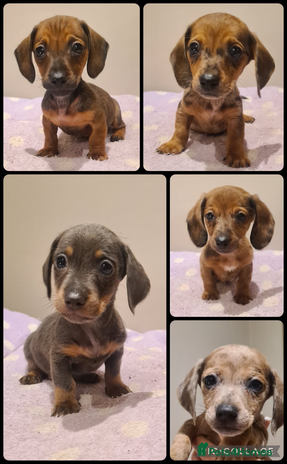 Miniature Dachshund dogs Beautiful bundle of boy mini daxies 5 boys left  - Advert 9