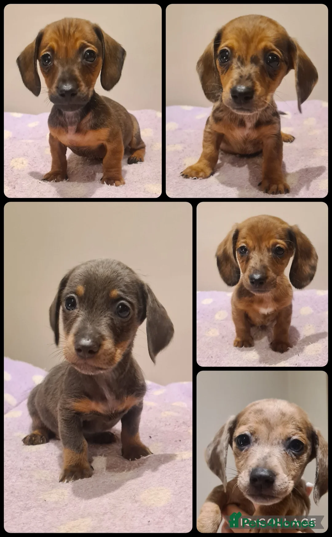 Miniature Dachshund dogs for sale: Beautiful bundle of boy mini daxies 5 boys left  - Advert 1