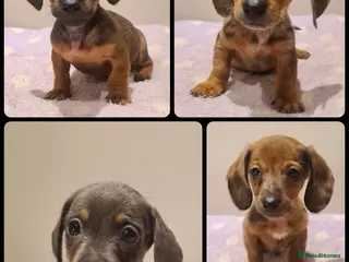 Miniature Dachshund dogs Beautiful bundle of boy mini daxies 5 boys left - Advert 9
