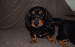 Dachshund dogs for sale: 3/4 MINIATURE SMOOTH DACHSHUND PUPPIES - Image 2