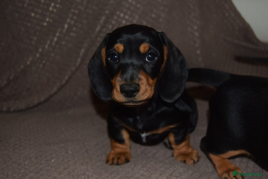 Dachshund dogs for sale: 3/4 MINIATURE SMOOTH DACHSHUND PUPPIES - Image 2