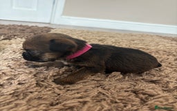 Border Terrier dogs for sale: Border terrier pups - Image 19
