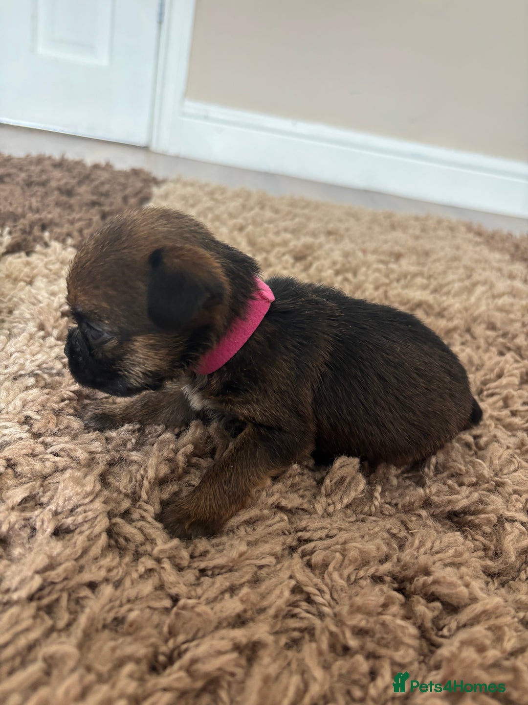 Border Terrier dogs for sale: Border terrier pups - Image 19