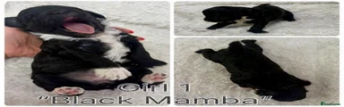 Mamba girl