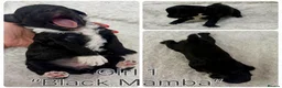 Mixed Breed dogs for sale: Stunning F1 parti Ttoodle pups ❤️Tibetan doodles❤️ - Advert 4