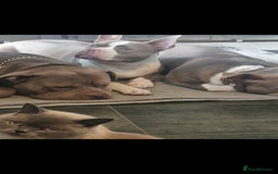 American Bull Staffy dogs for sale: Lilac and white female - Image 2