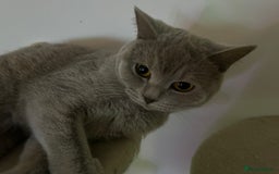 British Shorthair cats for sale: missy! grey british short hair. - Image 13