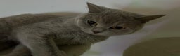 British Shorthair cats for sale: SOLD!!!! - Advert 13