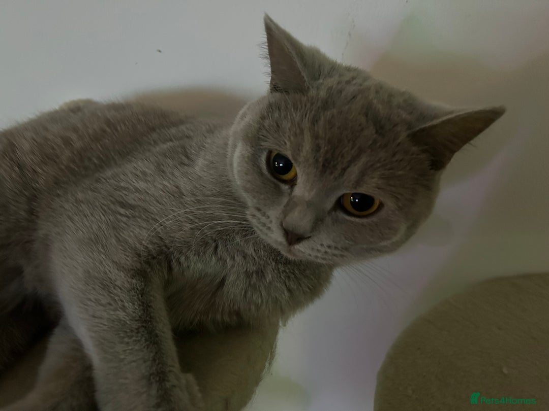British Shorthair cats for sale: missy! grey british short hair. - Image 13
