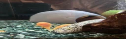 Plecos fish for sale: Blue-eye lemon Bristlenose pleco juveniles  - Advert 7